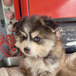 Han Solo - Tri-color male Pomsky puppy in Sand Coulee, Montana from Big Sky Pomskies