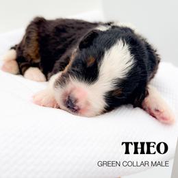 THEO - Tri-color male Bernedoodle puppy in Tipton, Indiana from Country Creek Doodles