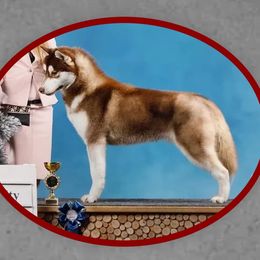 Dragon - Siberian Husky