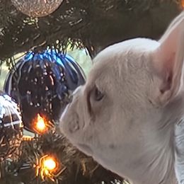 Khaleesi - Cream French Bulldog puppy in Georgia from Will's French Bulldogs