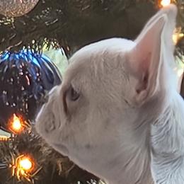 Khaleesi - Cream French Bulldog puppy in Georgia from Will's French Bulldogs