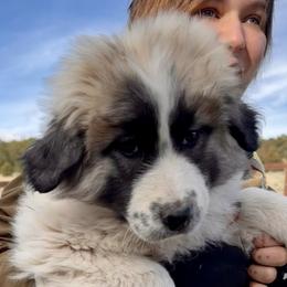 Velma- purple - Badger female Colorado Mountain Dog puppy in Cotopaxi, Colorado from Once Upon A Moose (OUM)
