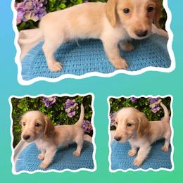Bean - Cream male Dachshund puppy in Townsend, Georgia from Salt Creek Dachshunds