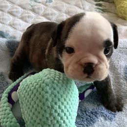 Boy 2 - Brindle male Bulldog puppy in Tierra Verde, Florida from Destiny Kennel