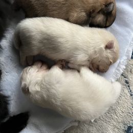 Pomeranian Puppies from Mala Poms
