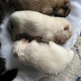 Pomeranian Puppies from Mala Poms