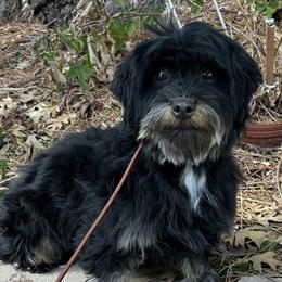 Rosie - Havanese