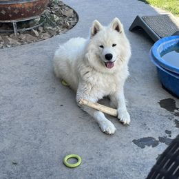 Noah - Samoyed