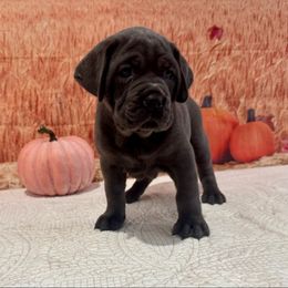 Olivia - Gray female Cane Corso puppy in Loogootee, Indiana from Walnut Creek Cane Corso