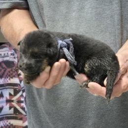 Boy 3 Blue - Black and tan male German Shepherd puppy in Lake George, Colorado from High Country German Shepherds
