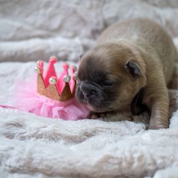 Blue fawn - Blue fawn female French Bulldog puppy in Denison, Texas from Lovemyfrenchies – Stoddard Frenchbulldog's