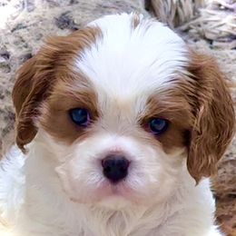 Cassidy - Blenheim male Cavalier King Charles Spaniel puppy in Albany, Georgia from Legend Cavaliers