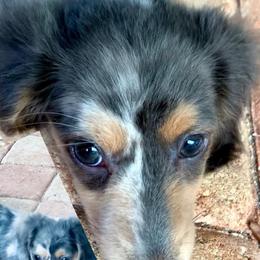 Dachshund Puppies from Meldox