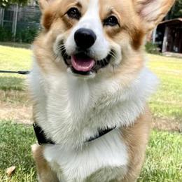 Cardigan Welsh Corgis and Pembroke Welsh Corgis from Dinger’s Dogs