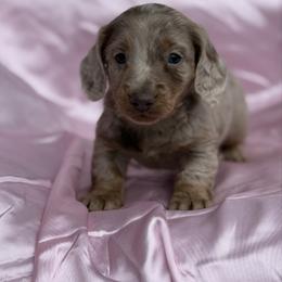 Frosty 3500 - Dapple male Dachshund puppy in Barbourville, Kentucky from The Bossy Doxie Farm