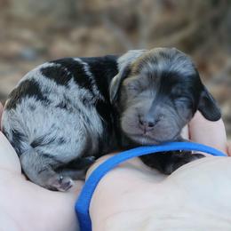 Jax - Merle male Cockapoo puppy in Louisburg, North Carolina from Raven Oak's Mini Cockapoos