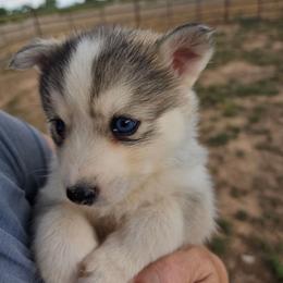 Blade - Silver and white male Pomsky puppy in Cedar City, Utah from Pomsky Play-ce
