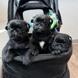 Pug Puppies from Wicked Kennel