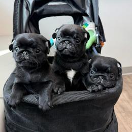Pug Puppies from Wicked Kennel