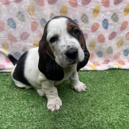 Snow white - Black white and brown female Basset Hound puppy in Remington, Virginia from Lotus Rose Basset hounds