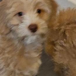 Maltipoo Puppies from Maltipoo_vegas