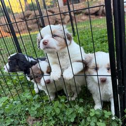 Halo - Red merle female Miniature Australian Shepherd puppy in Shingletown, California from Whiskeytown Aussies