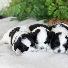 Maltipoo, Shichon, and Shihpoo Puppies from Timbercreek Puppies