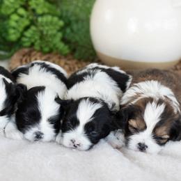 Maltipoo, Shichon, and Shihpoo Puppies from Timbercreek Puppies