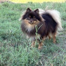 Chexy - Pomeranian