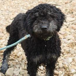 Milo - Silver male Whoodle puppy in Smallett, Missouri from Leshas Whoodles