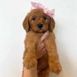 PEACH - Apricot female Goldendoodle puppy in Independence, Oregon from Ankeny Doodles