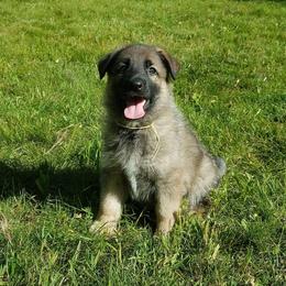 German Shepherd Puppies from Casamoko German Shepherds