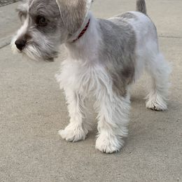 Miniature Schnauzer Puppies from Star Schnauzers