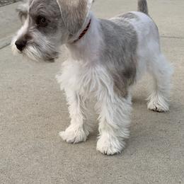 Miniature Schnauzer Puppies from Star Schnauzers
