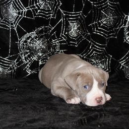 American Pit Bull Terrier Puppies from Mika Tica Kennels