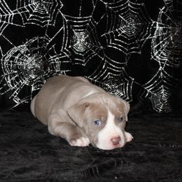 American Pit Bull Terrier Puppies from Mika Tica Kennels