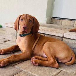 Vizsla Puppies from 5Starr Vizsla