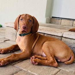 Vizsla Puppies from 5Starr Vizsla