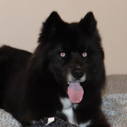 Amaya - Siberian Husky