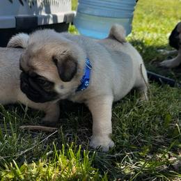Navy - Fawn male Pug puppy in Baylis, Illinois from Cameo's Pugs