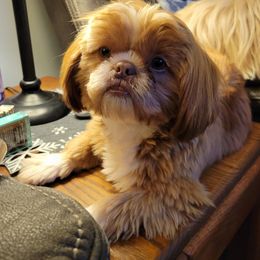 Shih Tzu All Grown Up from ShihTzuCt