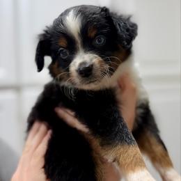 Oreo - Black tri-color male Australian Shepherd puppy in Odessa, Texas from Yucca Blossom Pups
