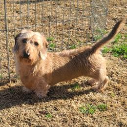 Patton - Red male Dachshund puppy in Greenbrier, Tennessee from Dry Creek Dachshunds