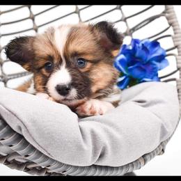 Pembroke Welsh Corgi Puppies from MG Corgis