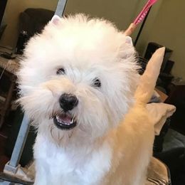 Boss - West Highland White Terrier