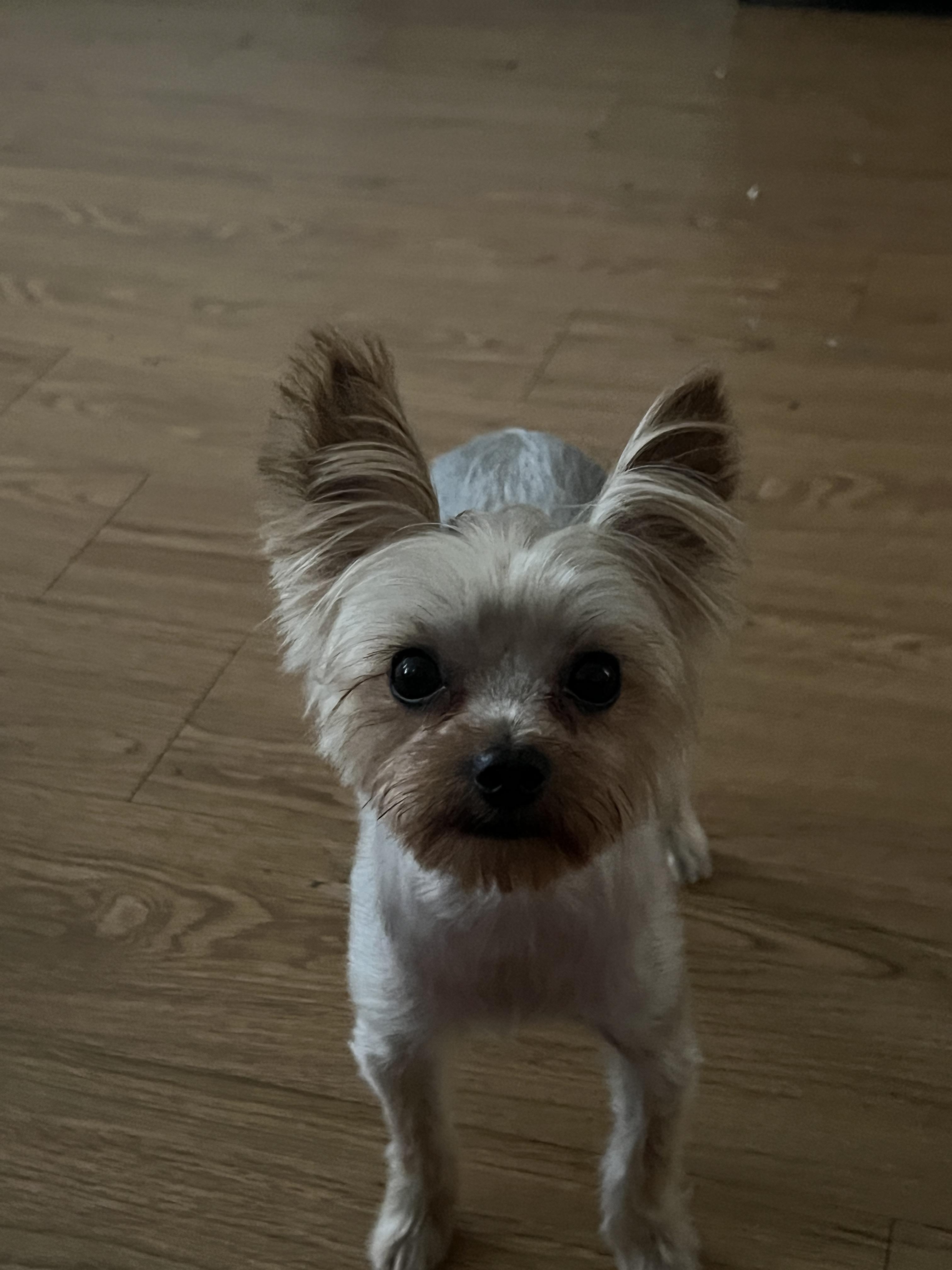 Teddy