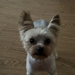 Teddy - Yorkshire Terrier