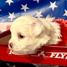Angel - White female Bichon Frise puppy in Lavon, Texas from Sissy’s Heavenly Paws