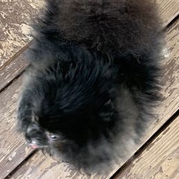 Sophie - Pomeranian