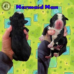 Mermaid Man - Black and white male Bernedoodle puppy in Banner Elk, North Carolina from Walnut Tree Bernedoodles